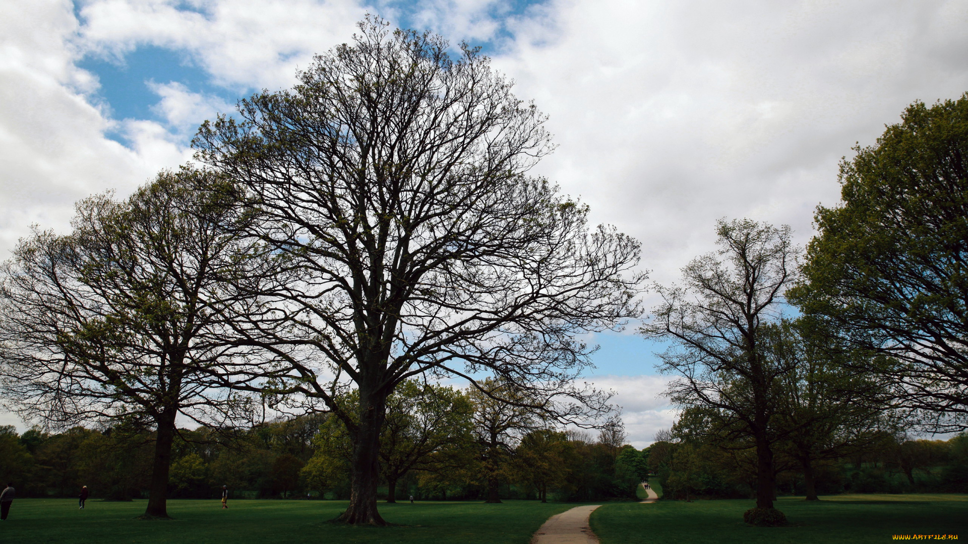 природа, парк, аллея