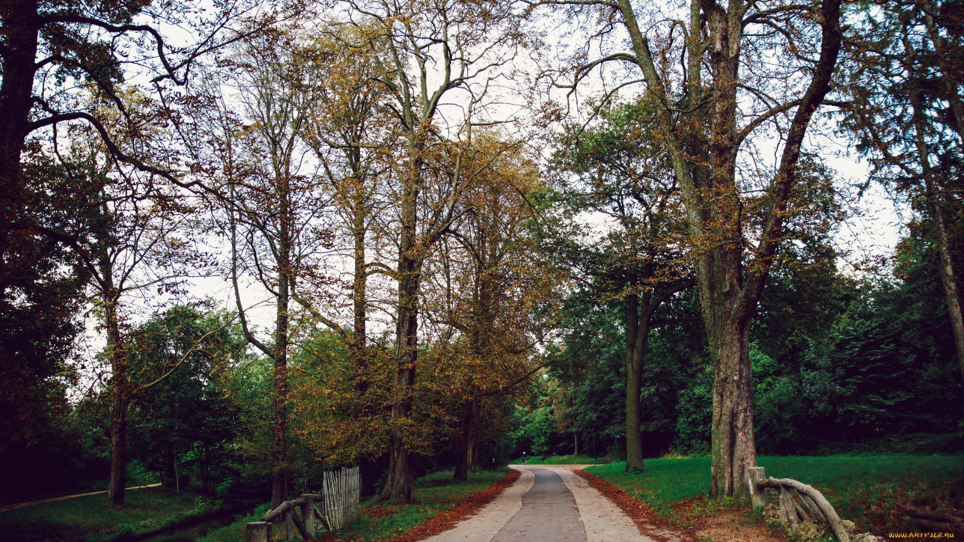 природа, парк, осень