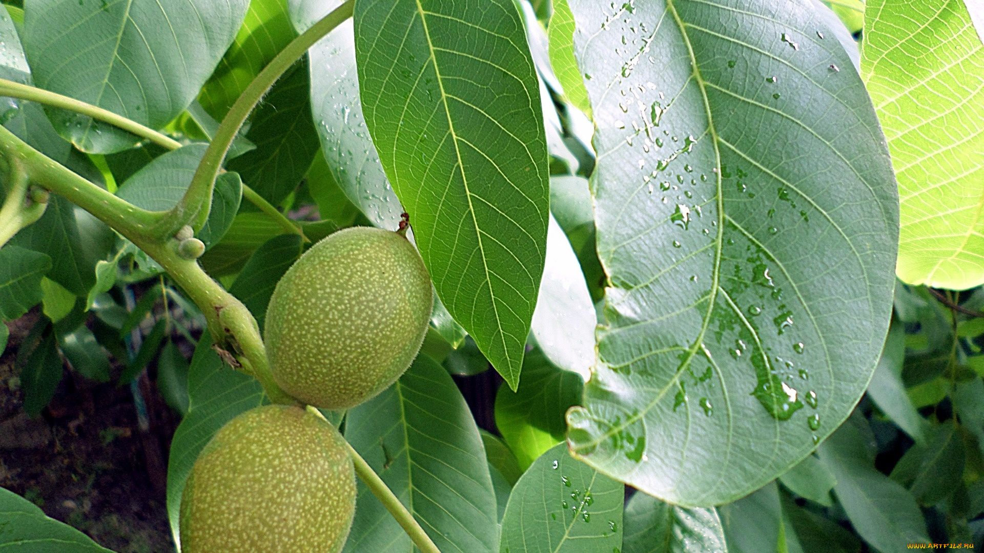 природа, плоды, дождь, орех