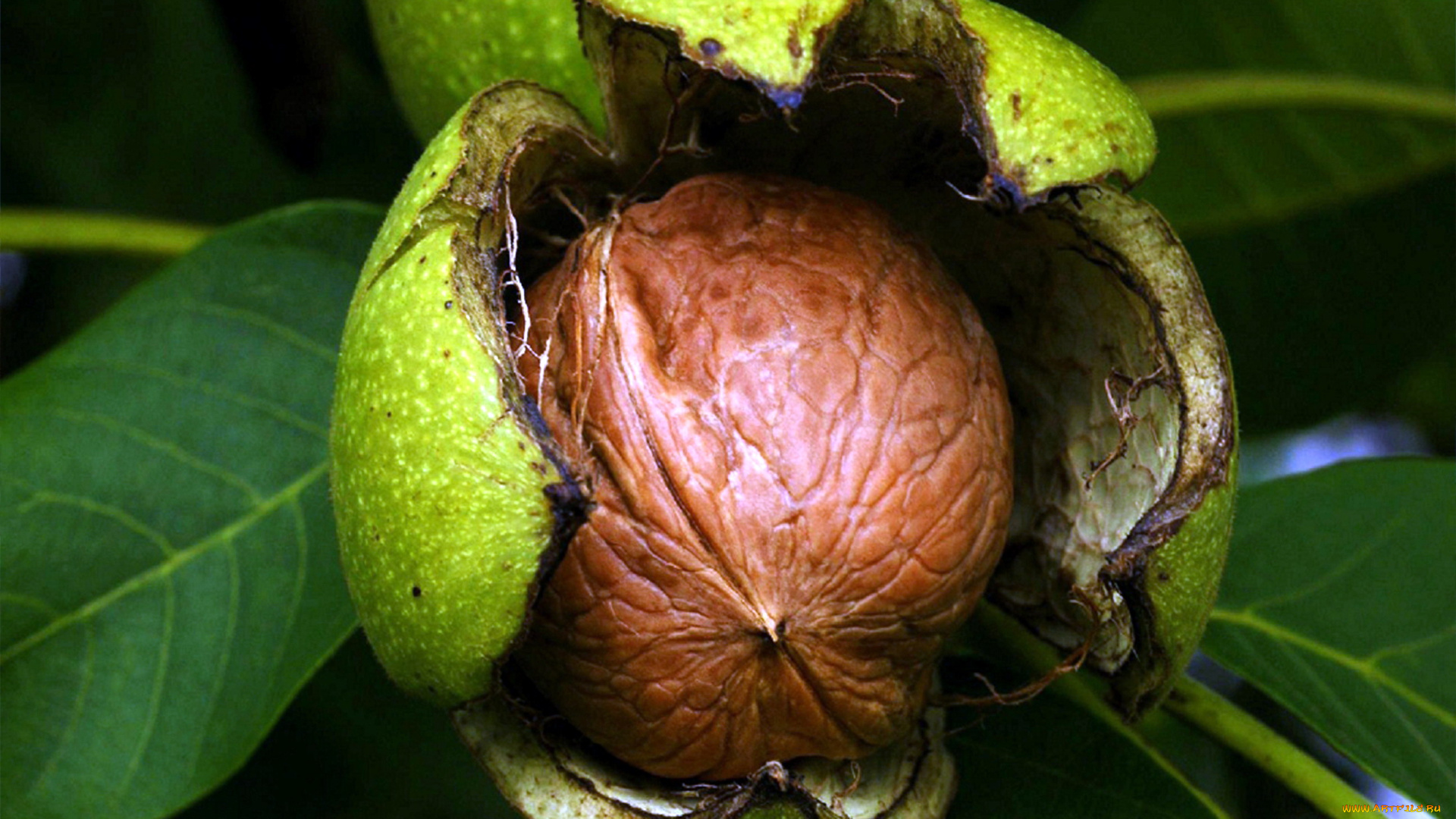 природа, плоды, грецкий, орех