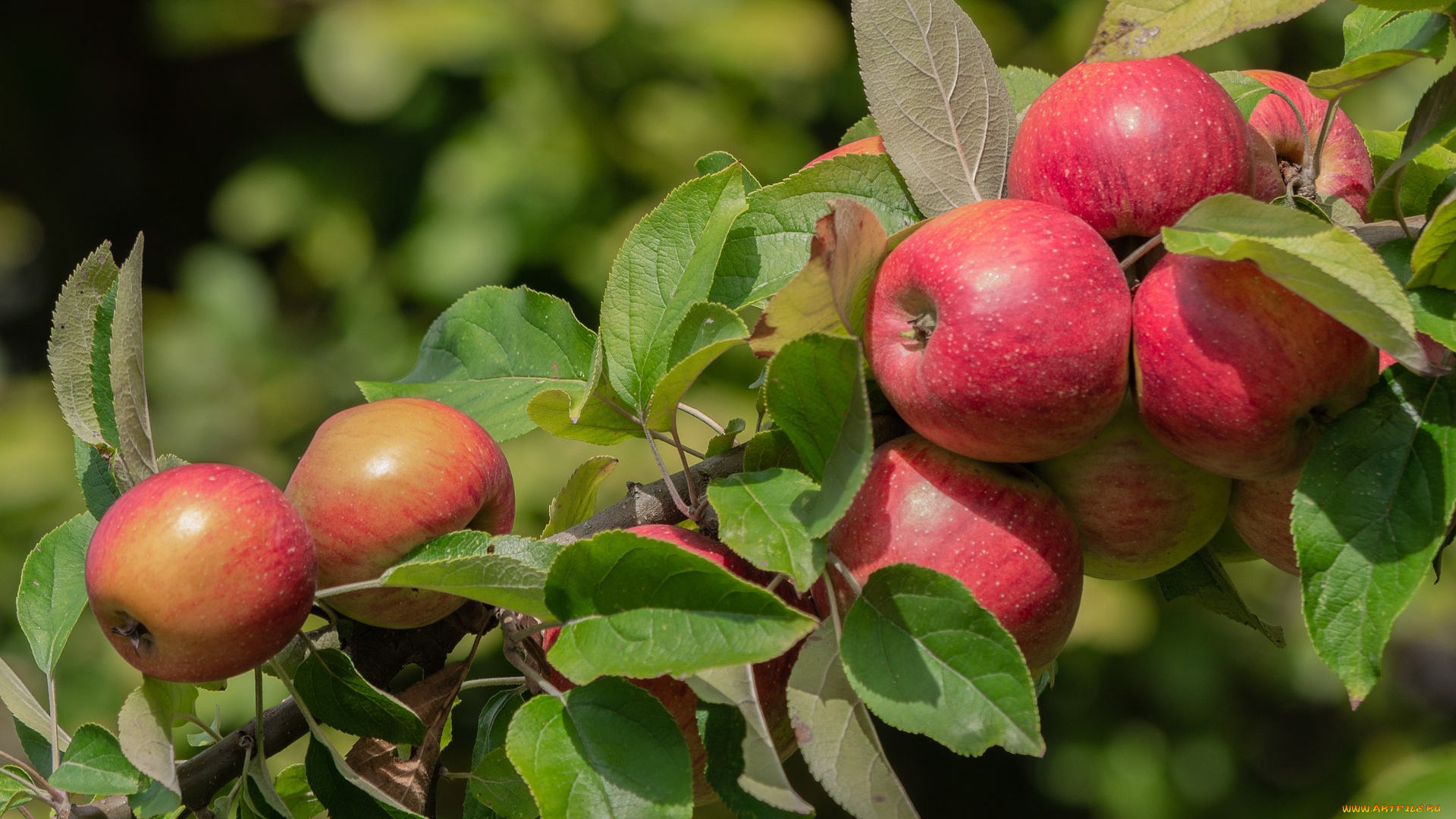 природа, плоды, Яблоня, Яблоко, спелый, витамины