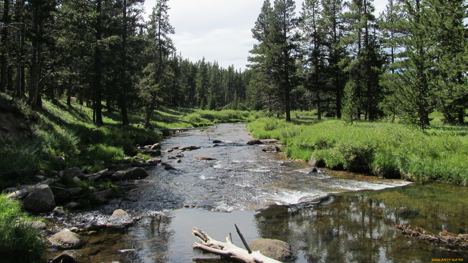 природа, реки, озера, лес, река