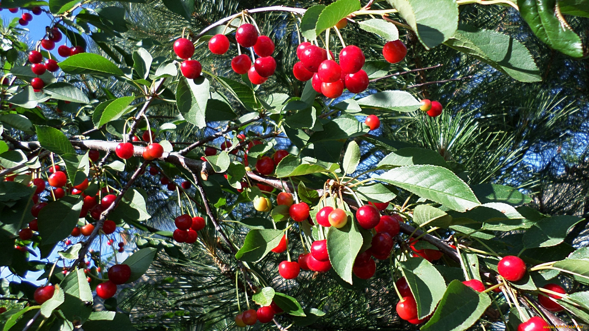 природа, Ягоды, день, вишня