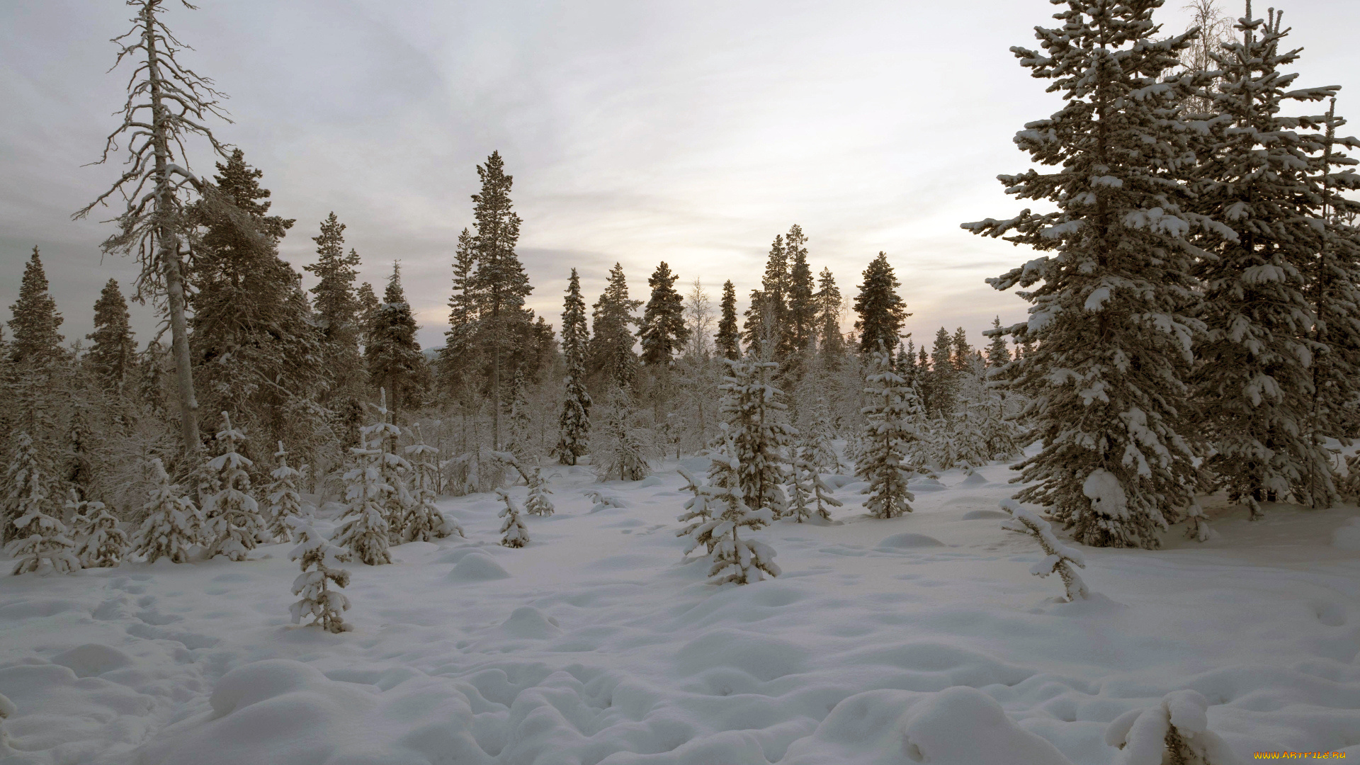 природа, зима, лес