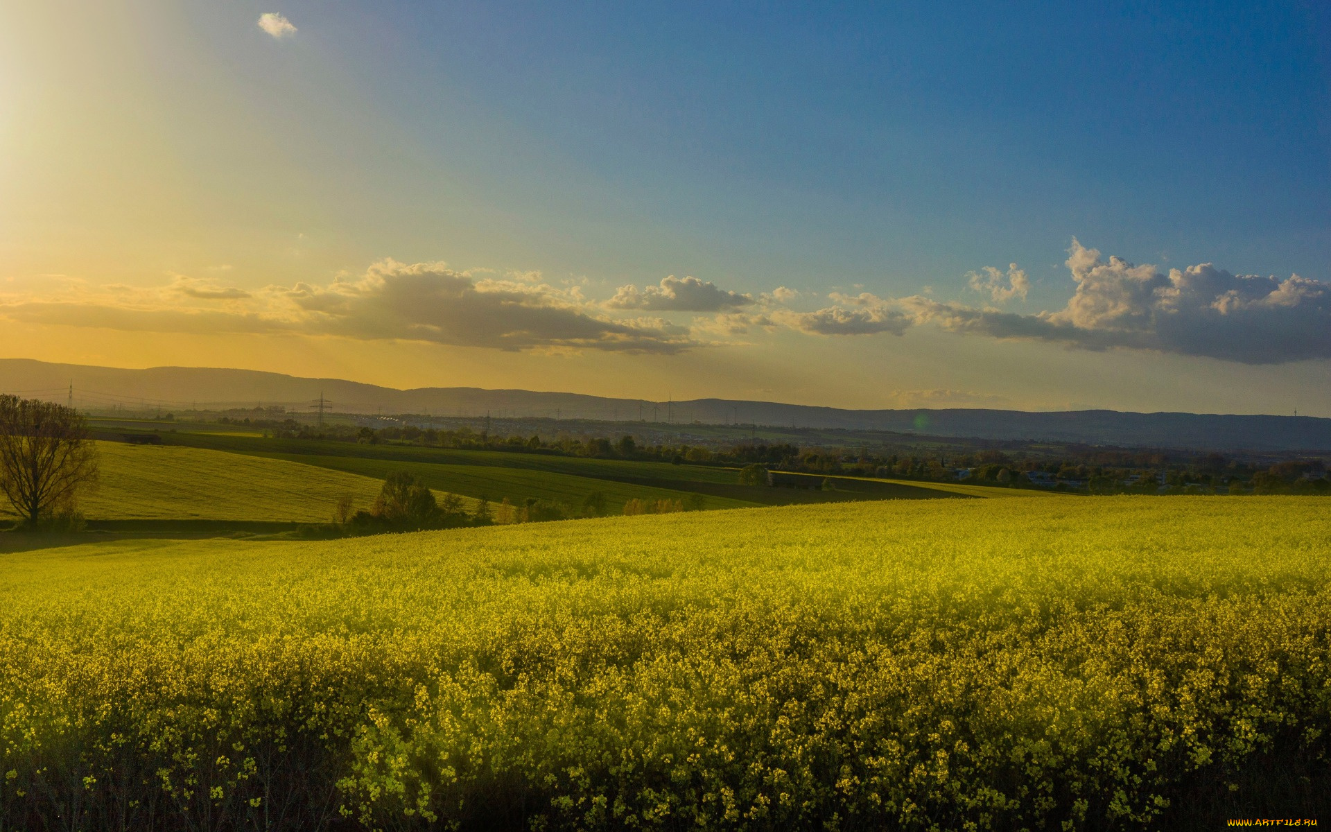 природа, луга, рапсовое, поле, рапс, дымка, холмы, небо, цветы, облака, желтые, лето