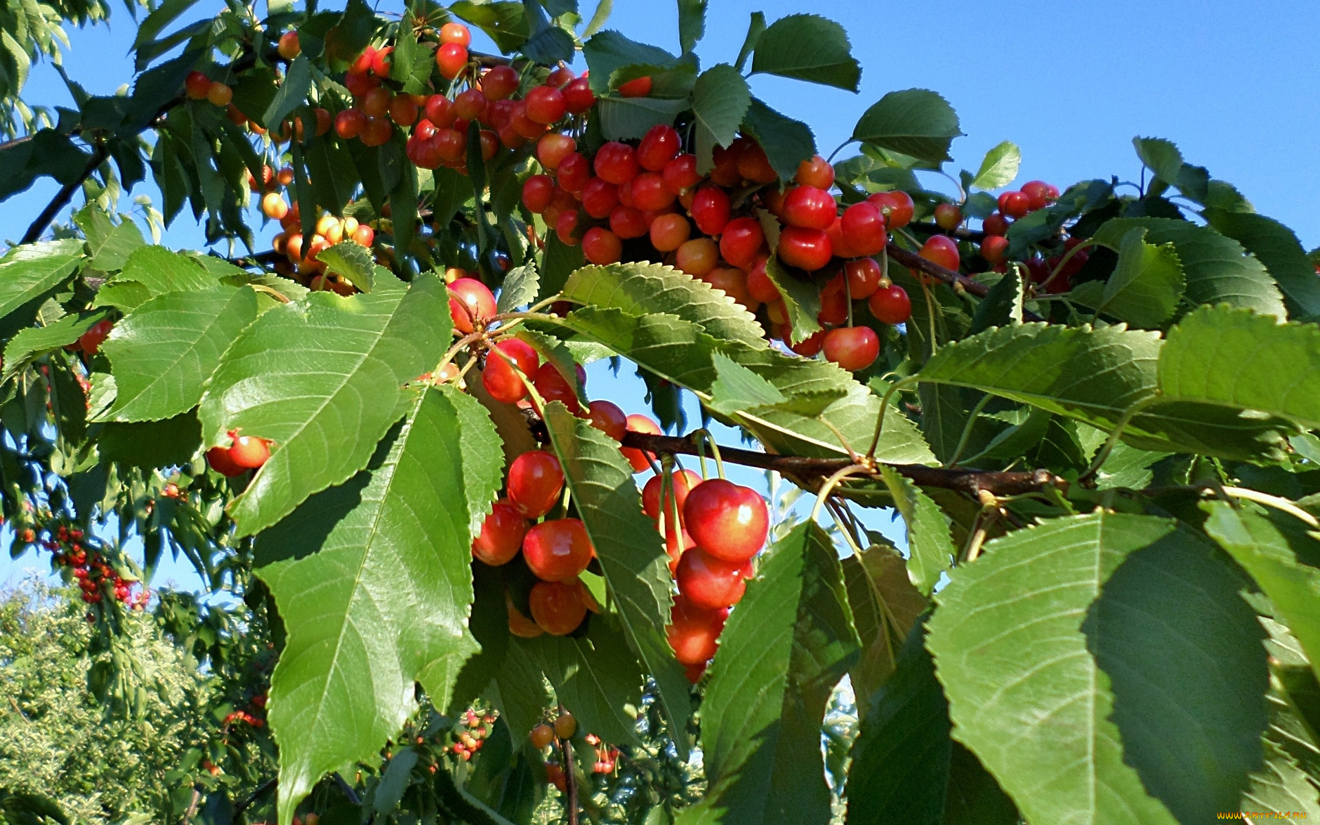 природа, Ягоды, Черешня, день