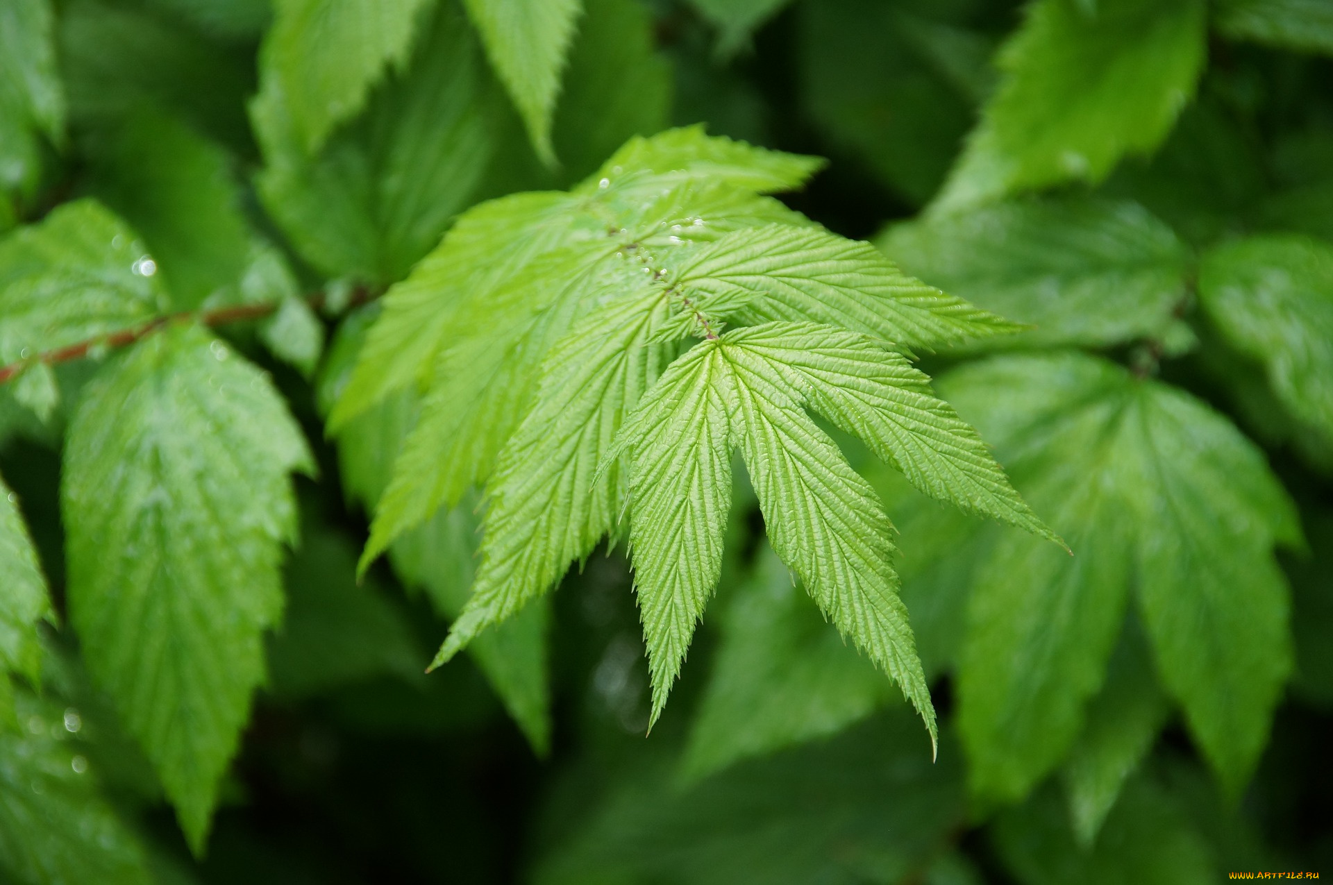 природа, листья