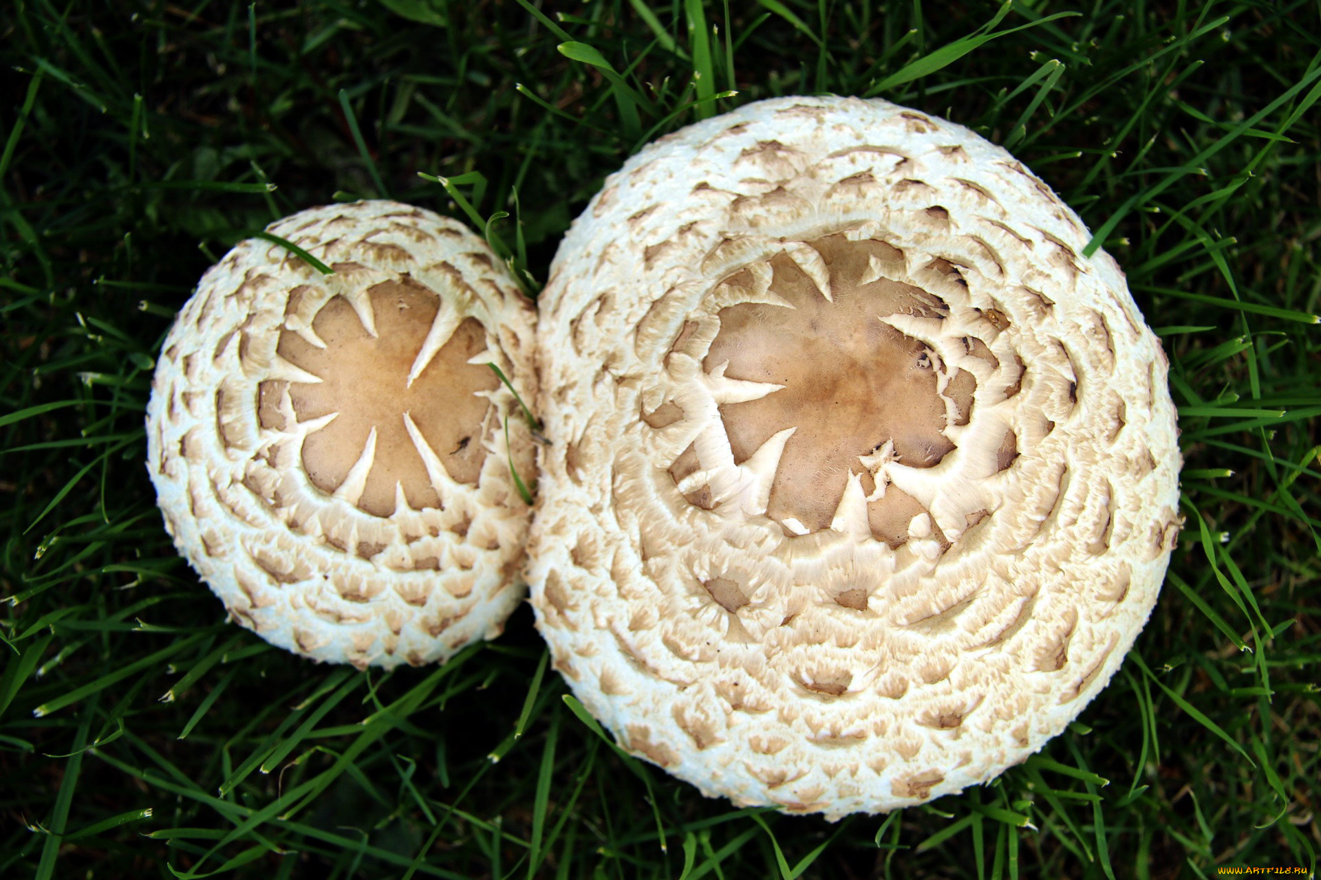 природа, грибы, макро