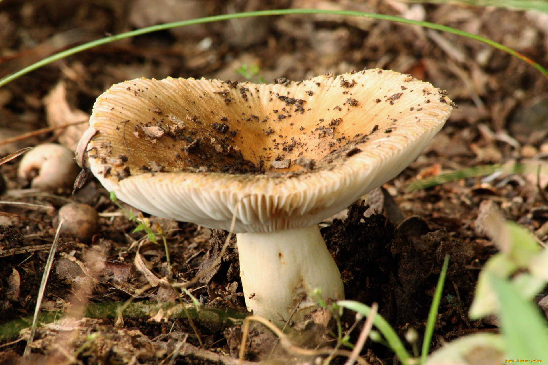 природа, грибы, макро