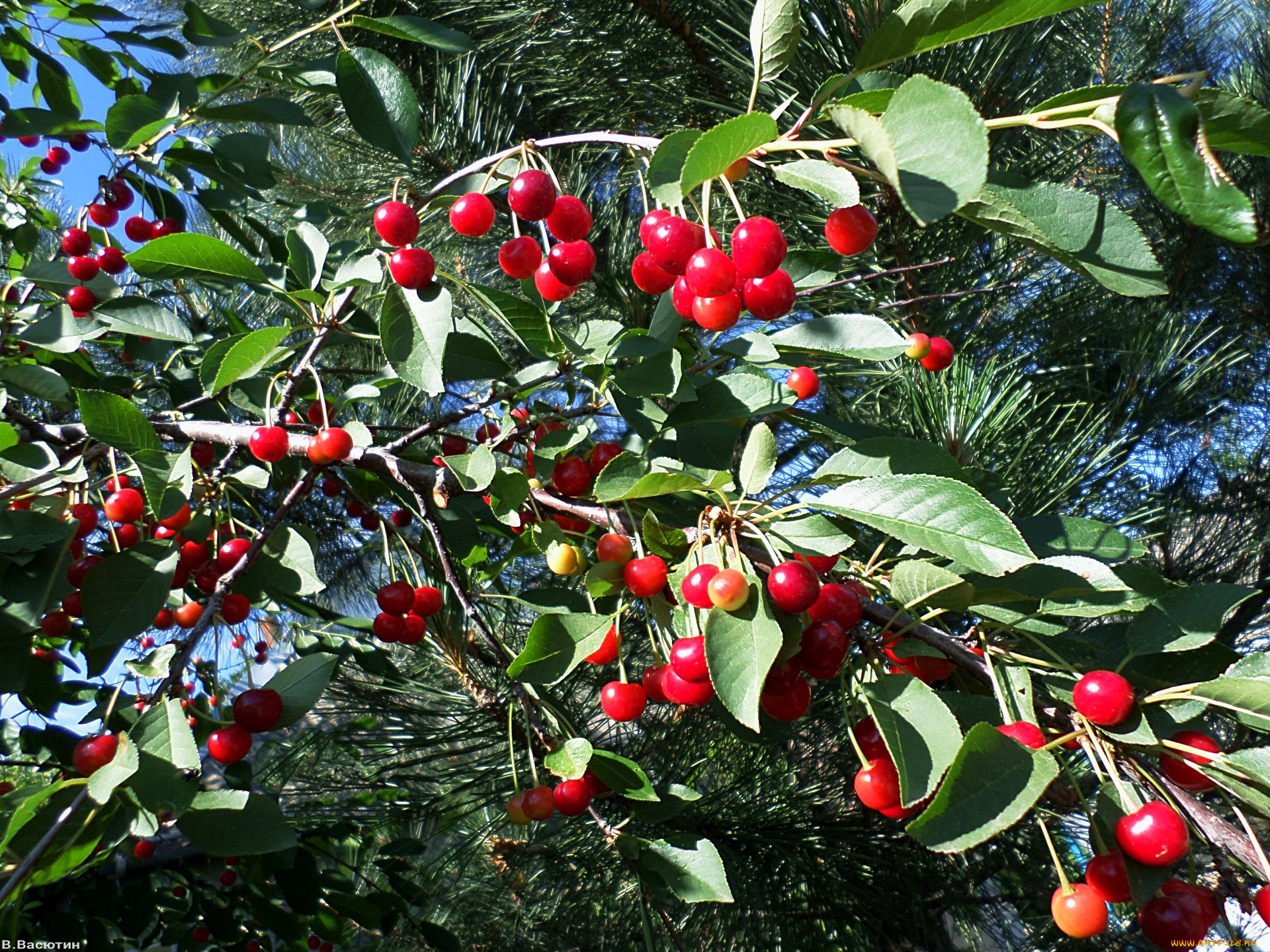 природа, Ягоды, день, вишня