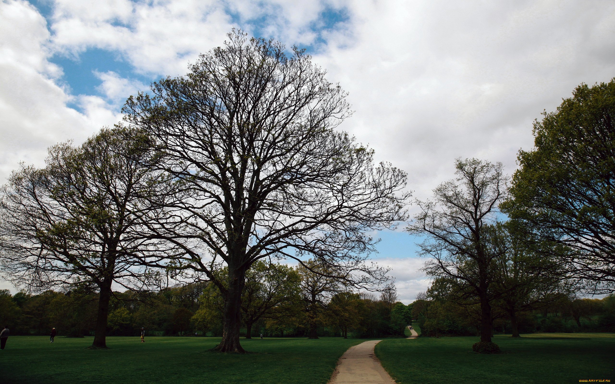 природа, парк, аллея