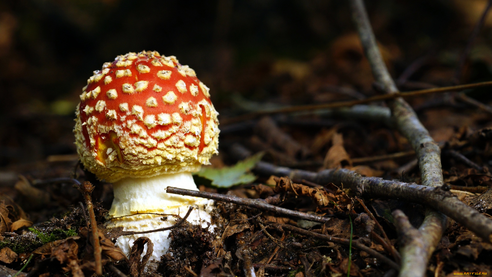 природа, грибы, , мухомор, мухомор