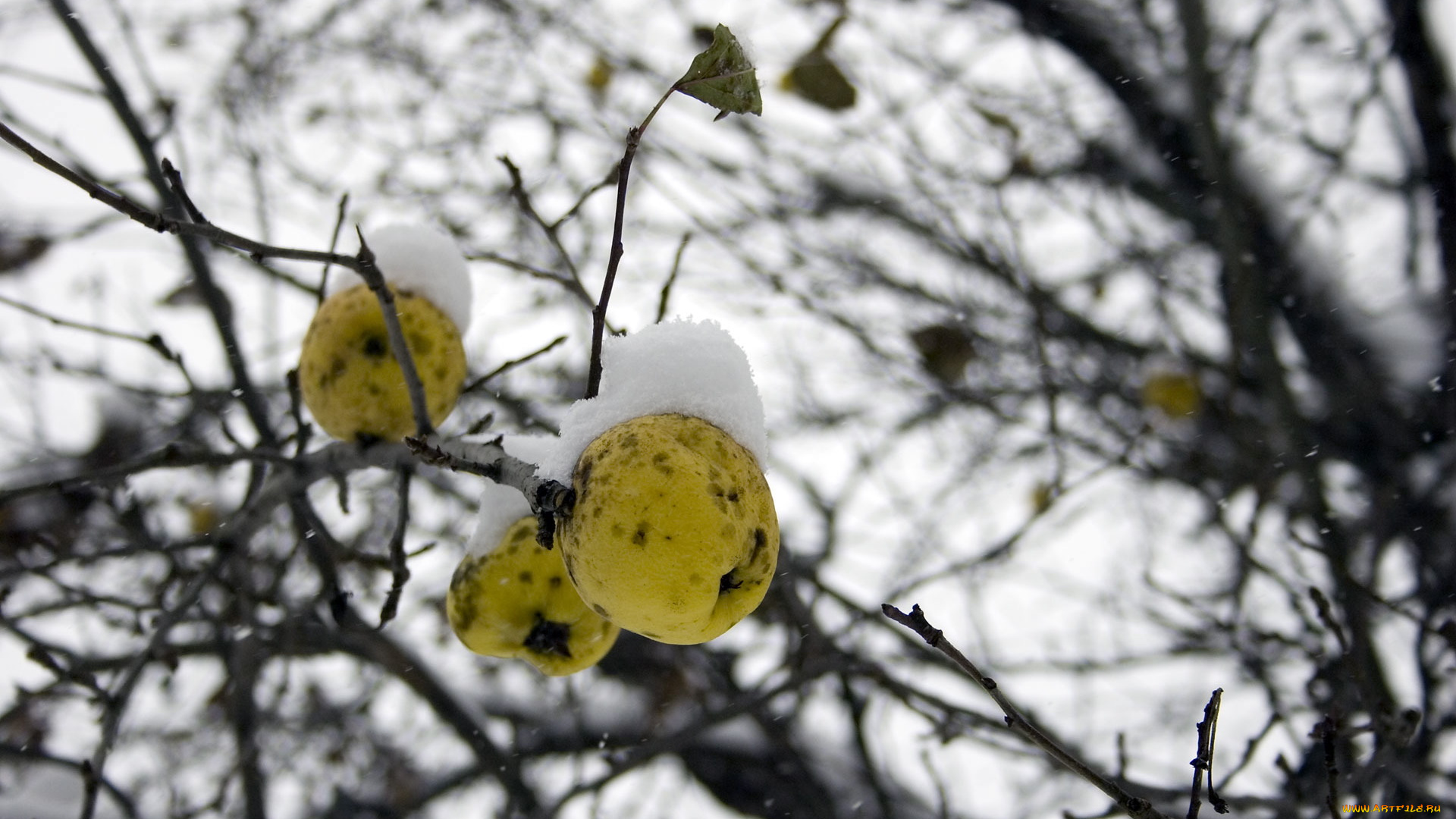 природа, плоды, дерево, ветки, снег, яблоки