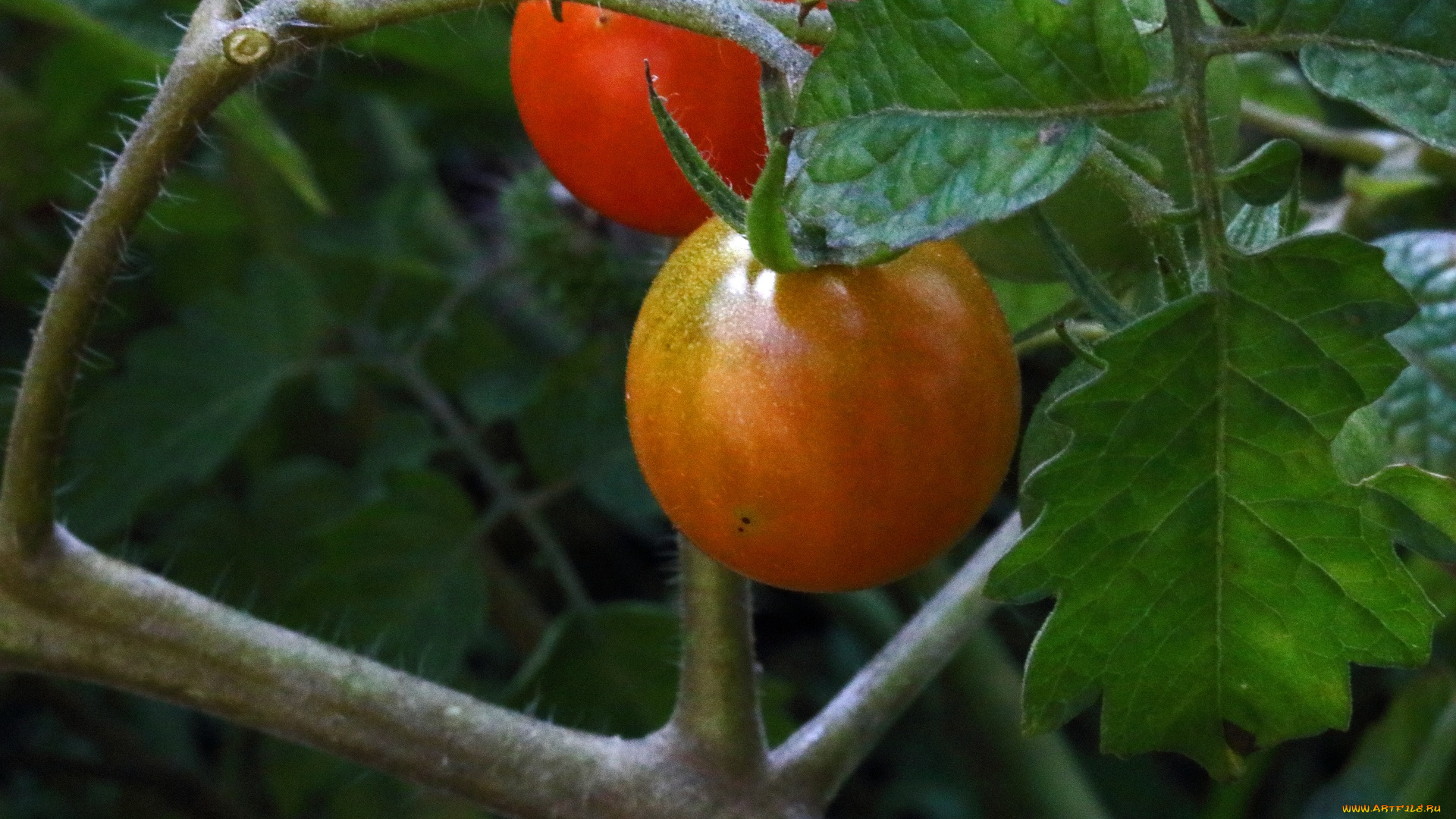 природа, плоды, помидоры