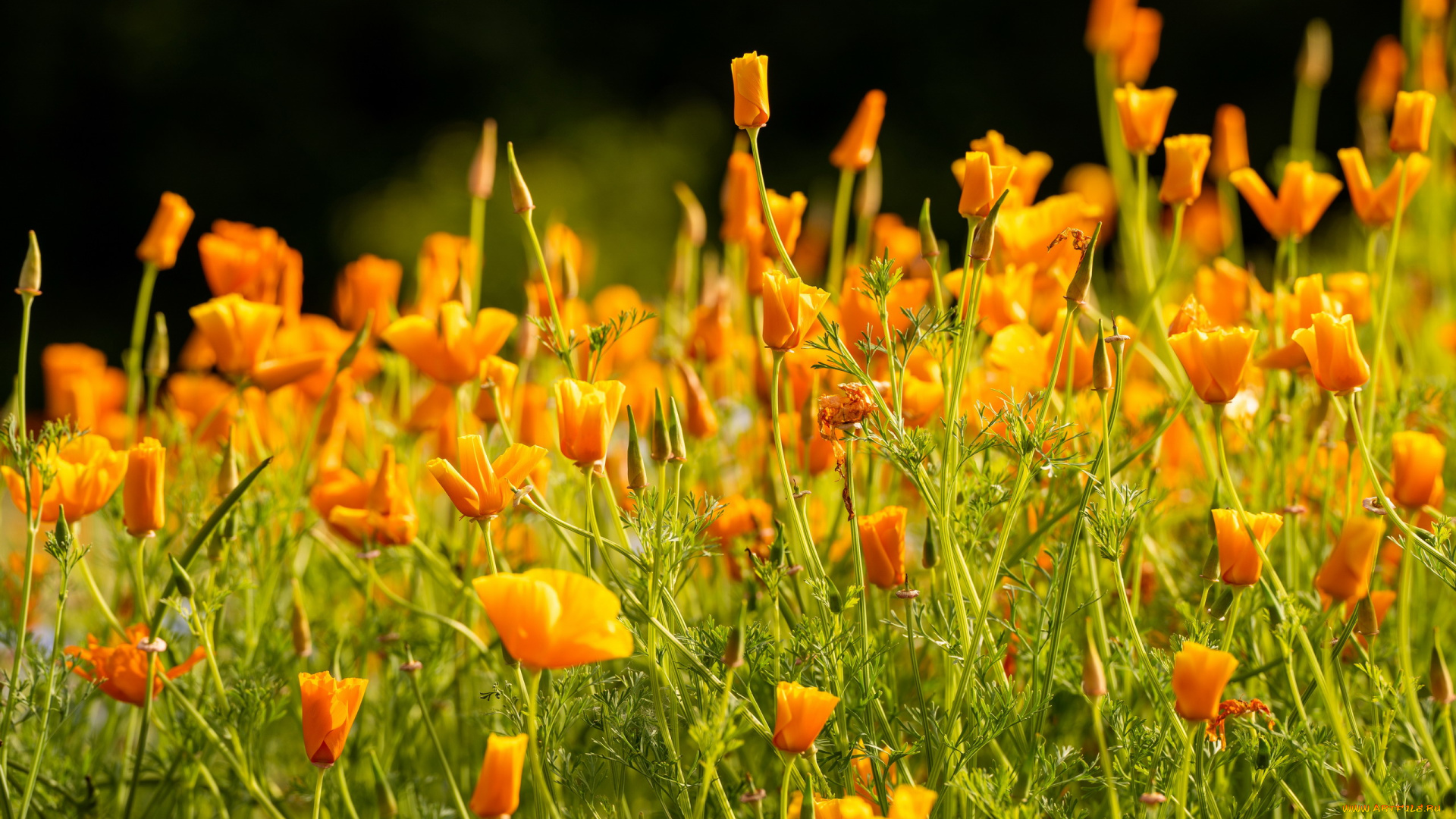 цветы, эшшольция, , калифорнийский, мак, трава, эшшольция, бутоны