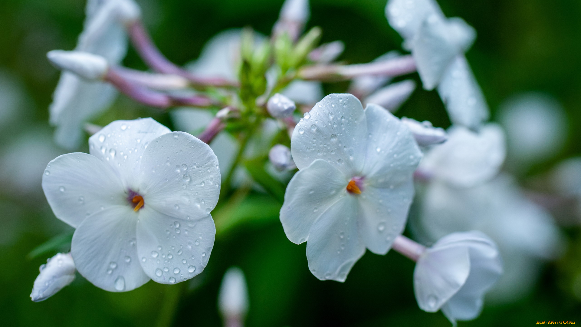 цветы, флоксы, белые, макро, капли