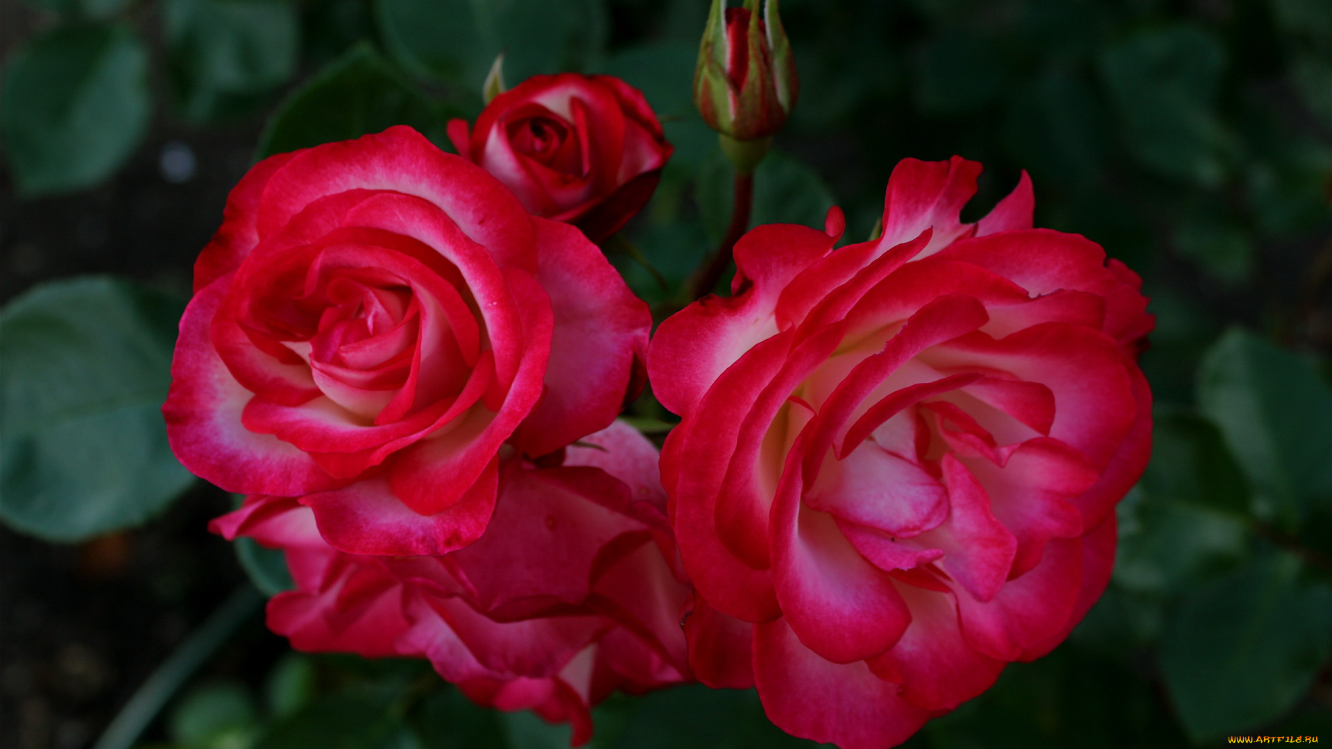 цветы, розы, ветка, бутон, макро