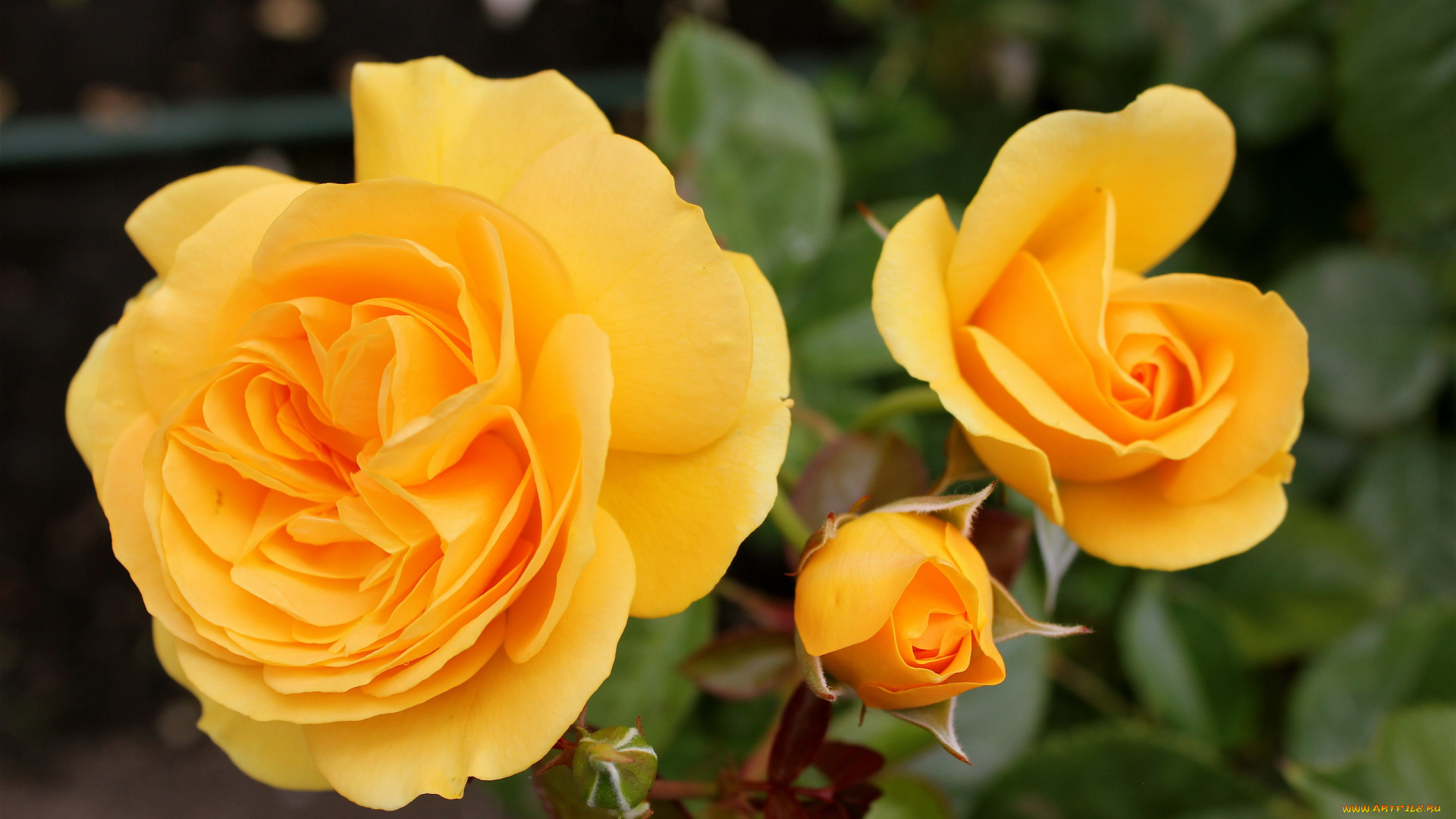 цветы, розы, ветка, бутоны, макро