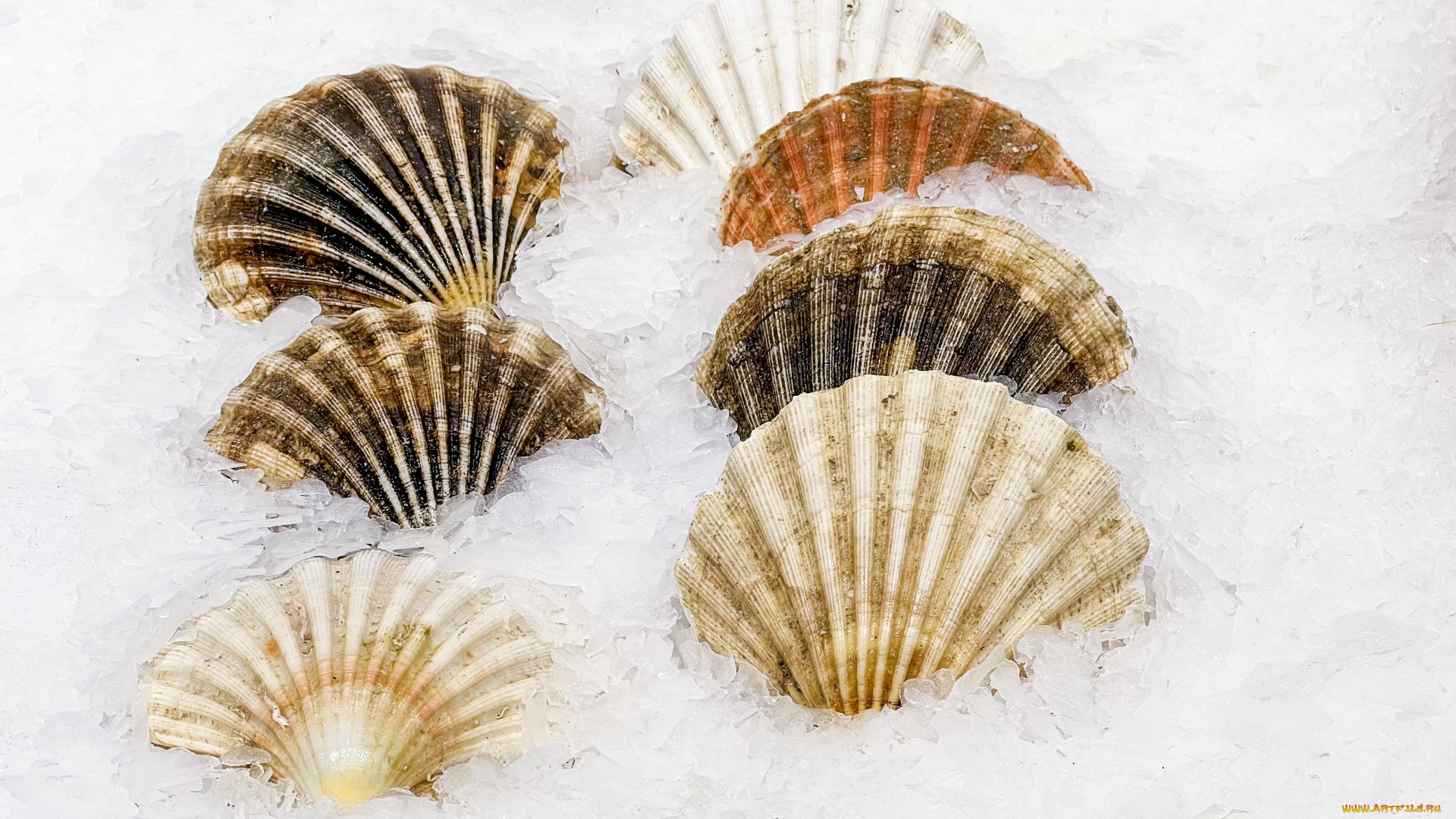 еда, рыба, , морепродукты, , суши, , роллы, лед, раковины, мидии