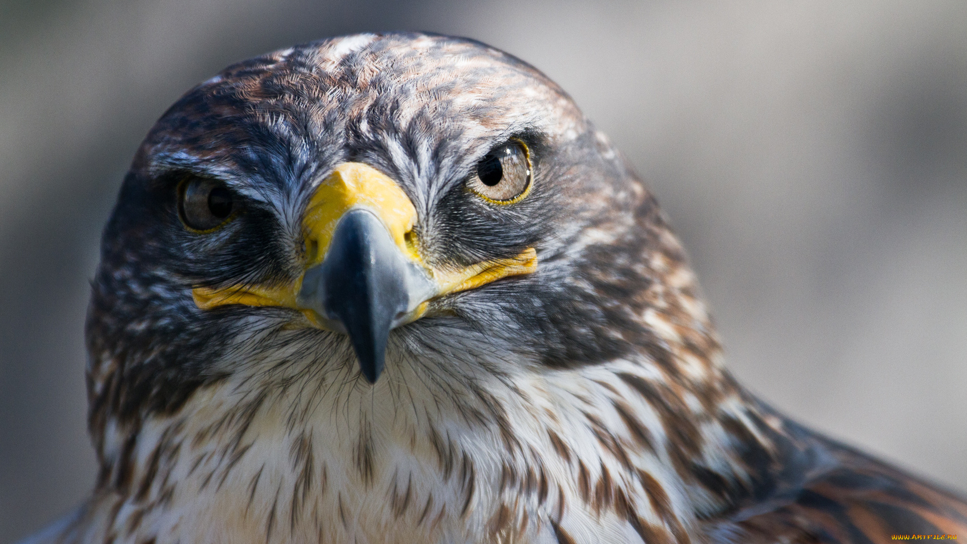 животные, птицы, -, хищники, ястреб, голова, взгляд