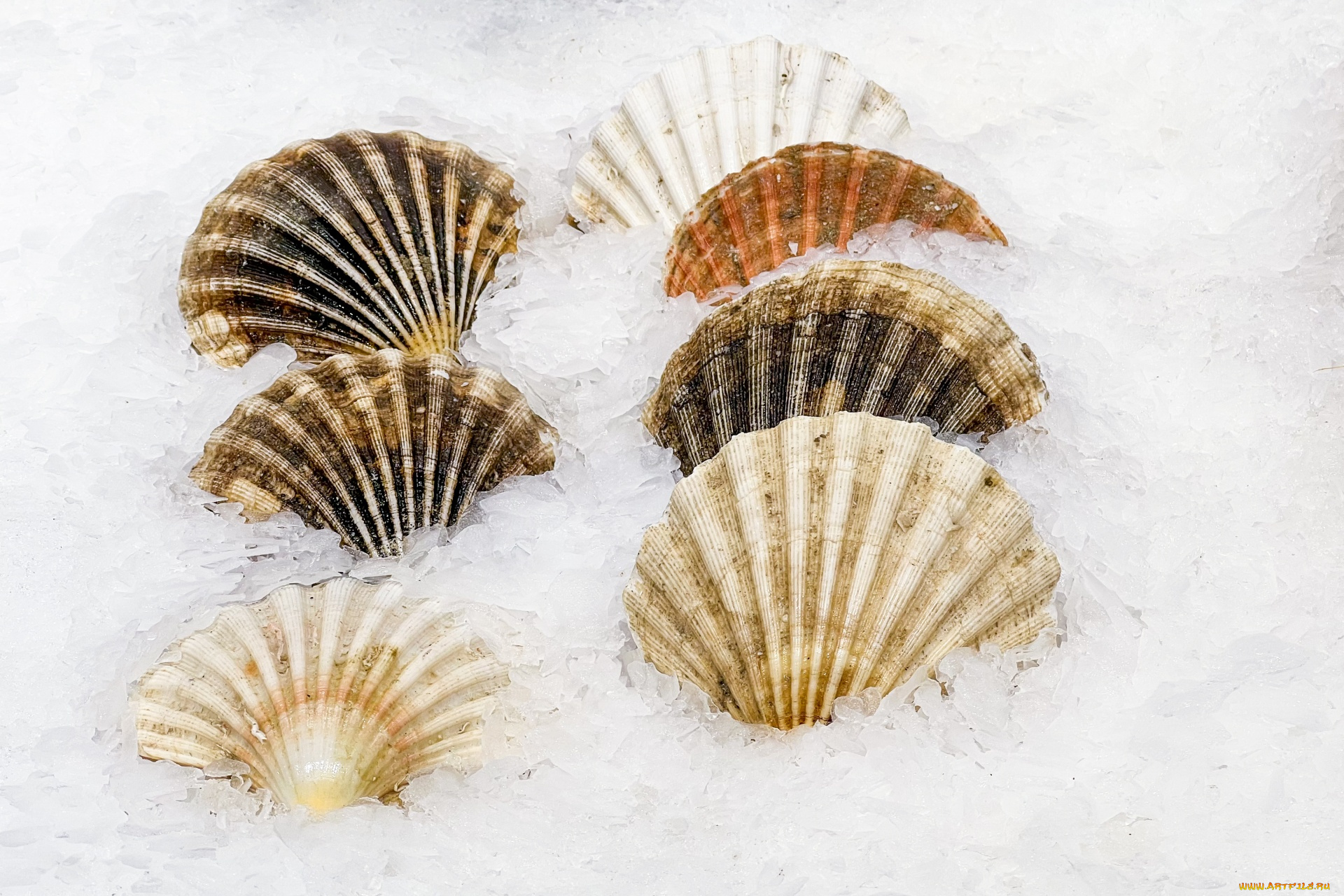 еда, рыба, , морепродукты, , суши, , роллы, лед, раковины, мидии