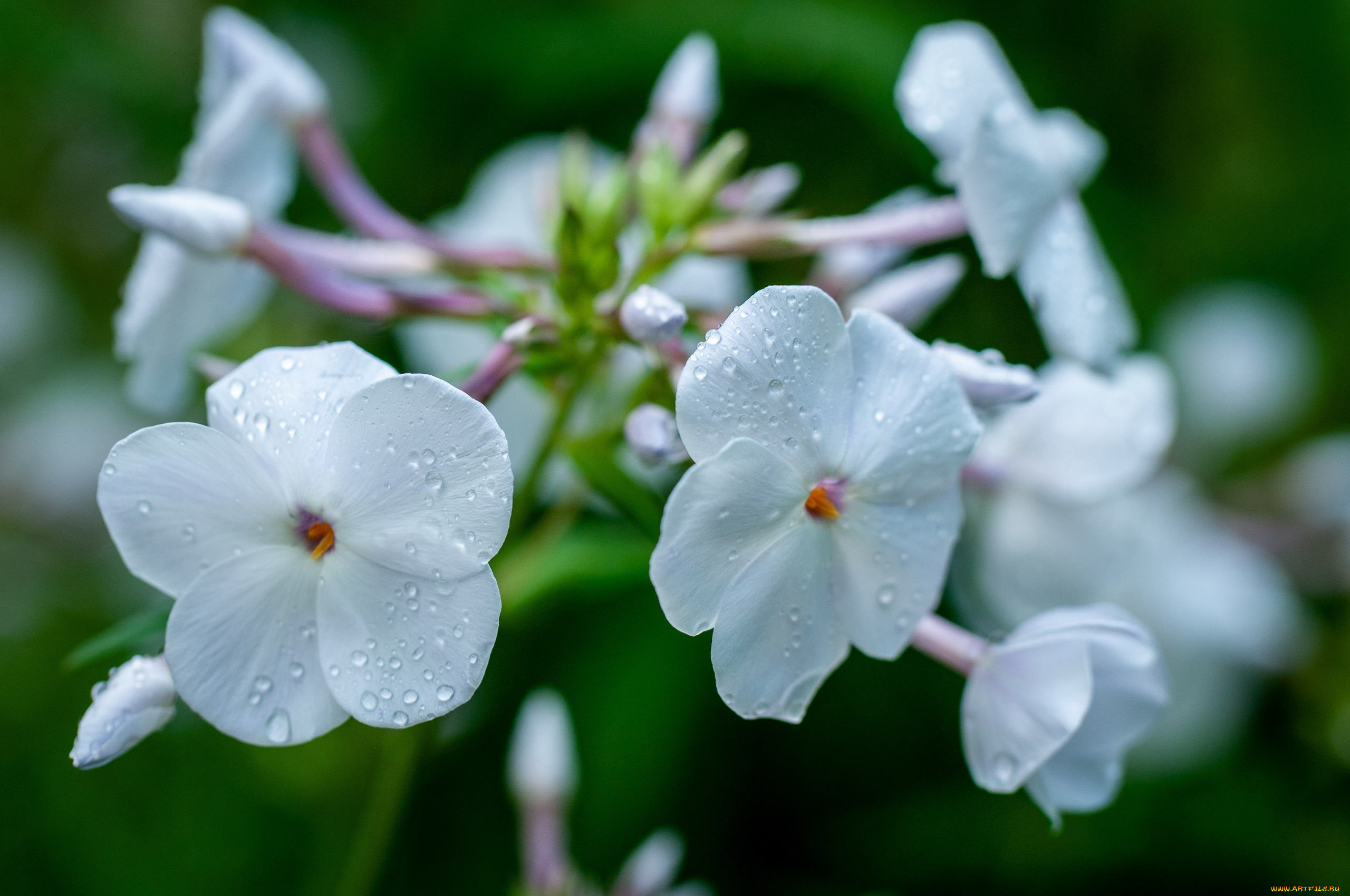 цветы, флоксы, белые, макро, капли