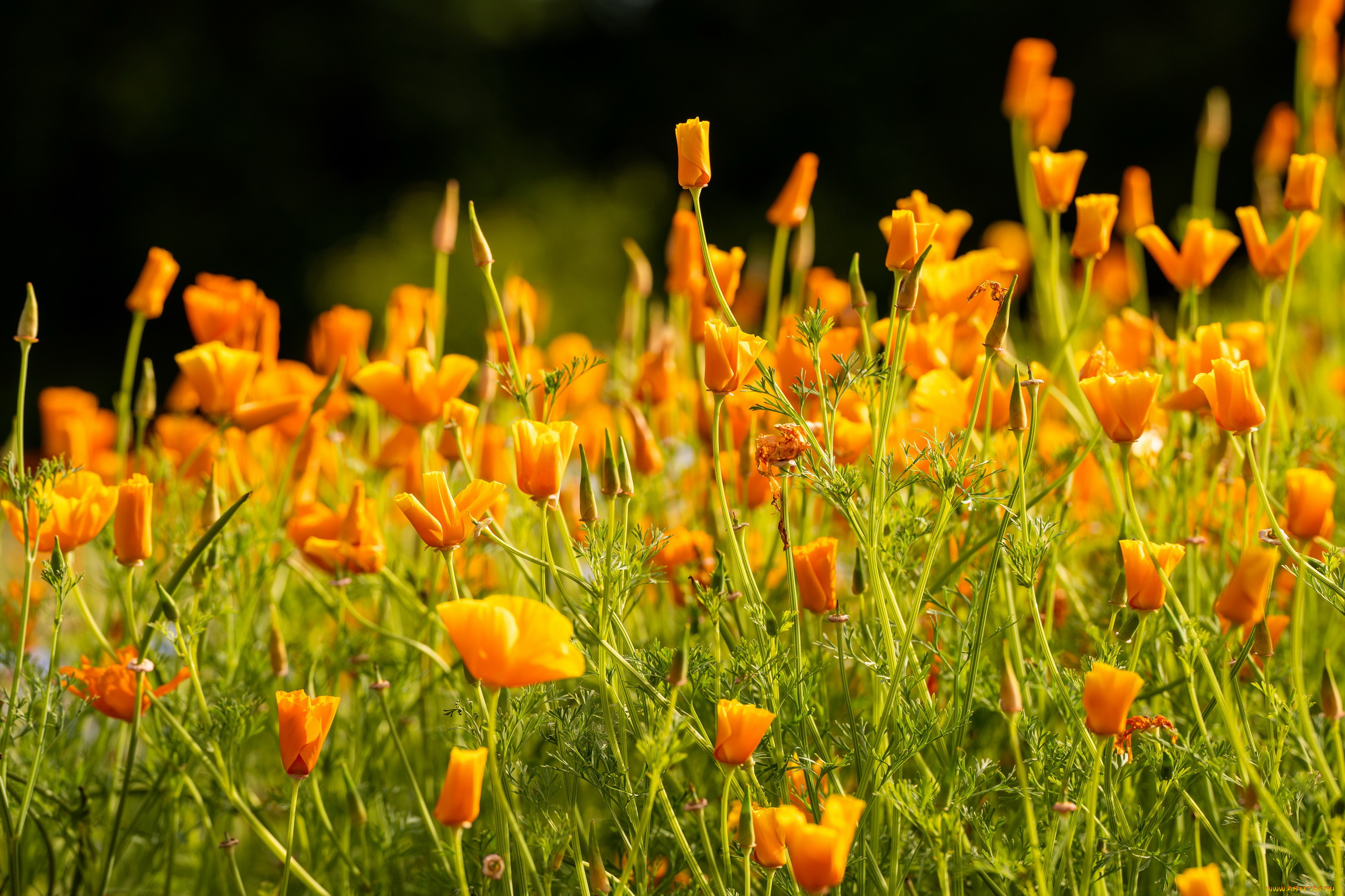цветы, эшшольция, , калифорнийский, мак, трава, эшшольция, бутоны