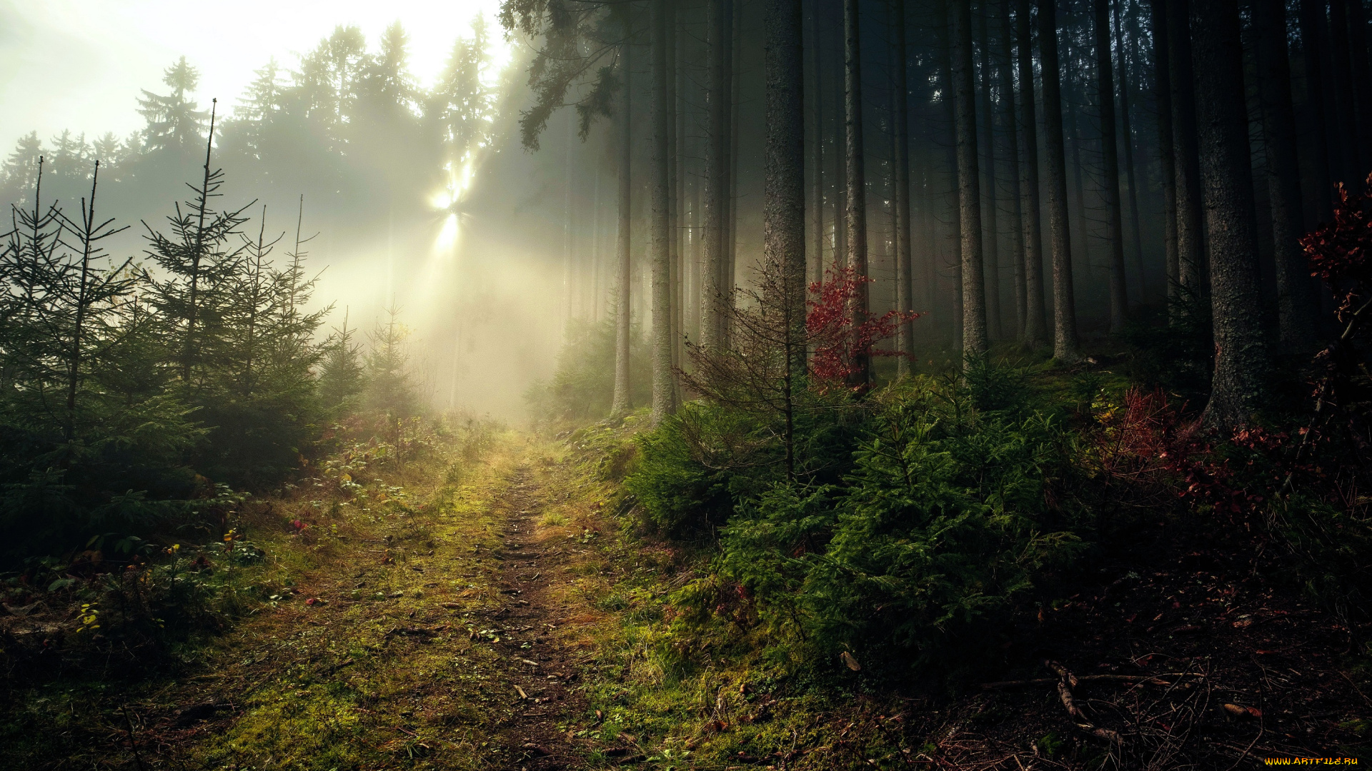 природа, дороги, лес, туман, деревья, осень, дорога