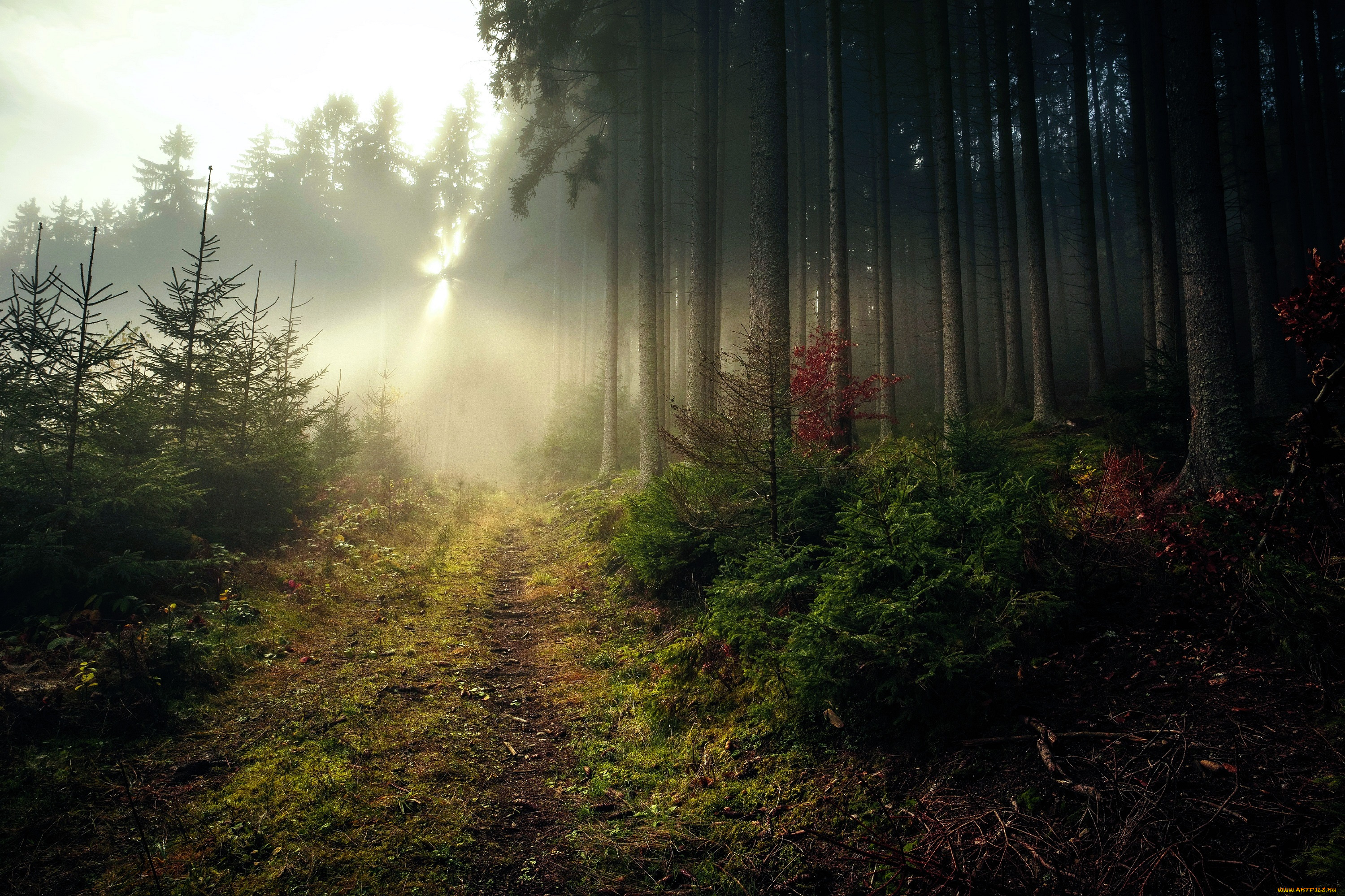 природа, дороги, лес, туман, деревья, осень, дорога