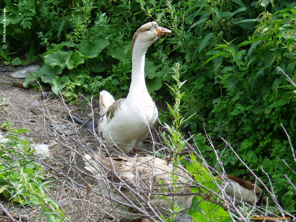 животные, гуси