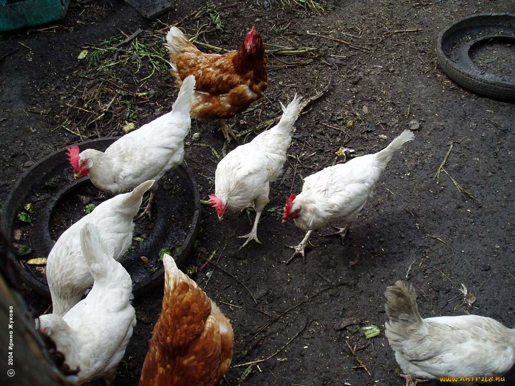 животные, куры, петухи