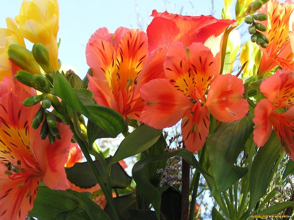 цветы, альстромерия