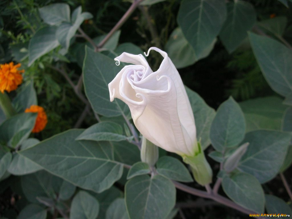 цветы, бругмансия, дурман, трубы, ангела