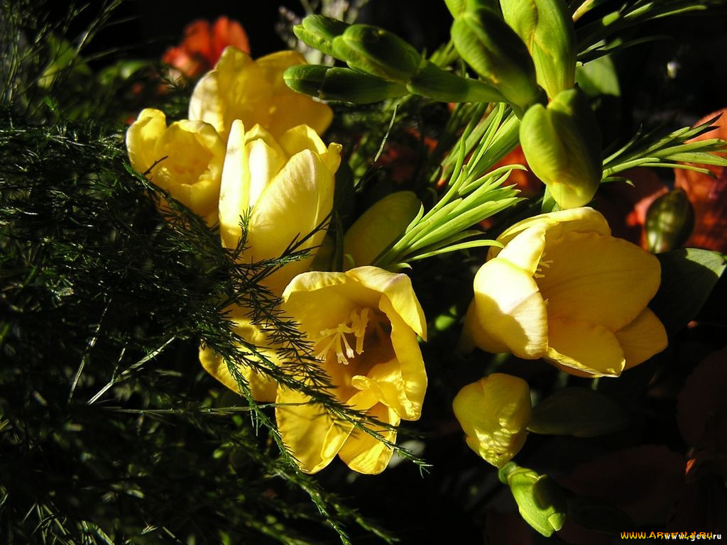 цветы, фрезия