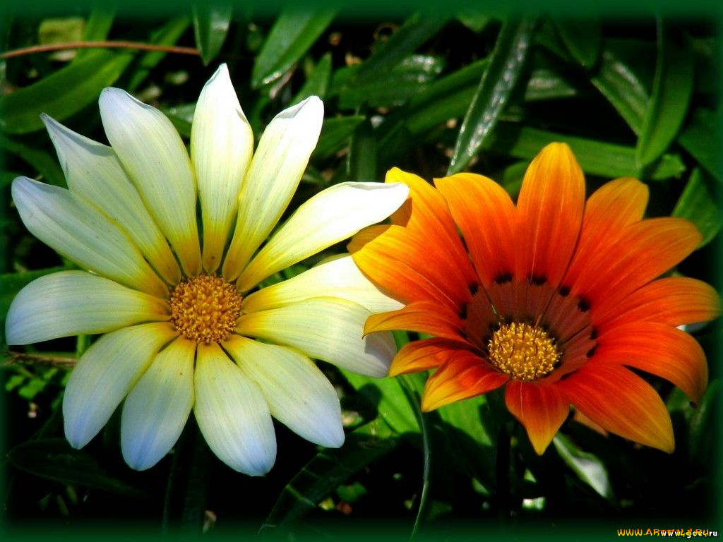 цветы, газания