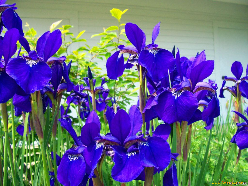 цветы, ирисы