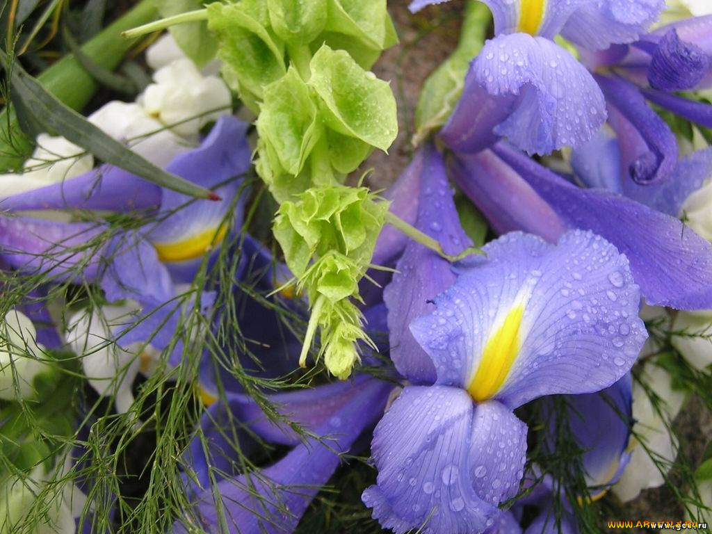 цветы, ирисы