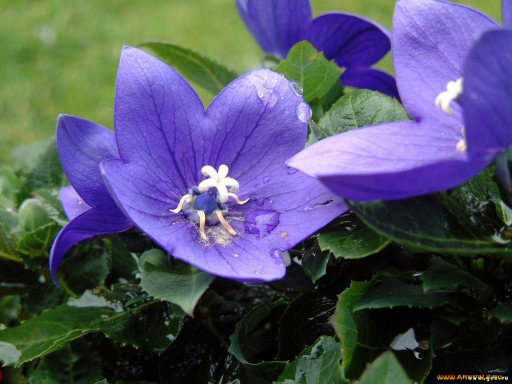 цветы, колокольчики