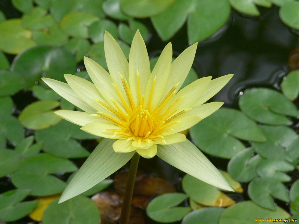 цветы, лилии, водяные, нимфеи, кувшинки