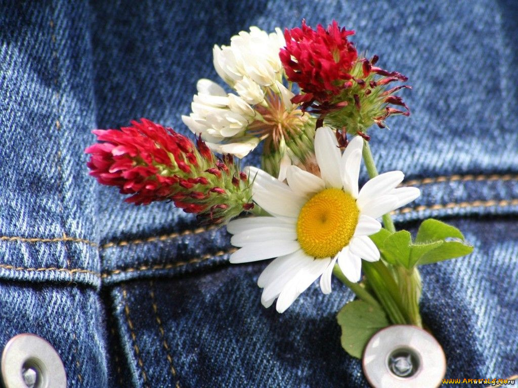 цветы, луговые, полевые