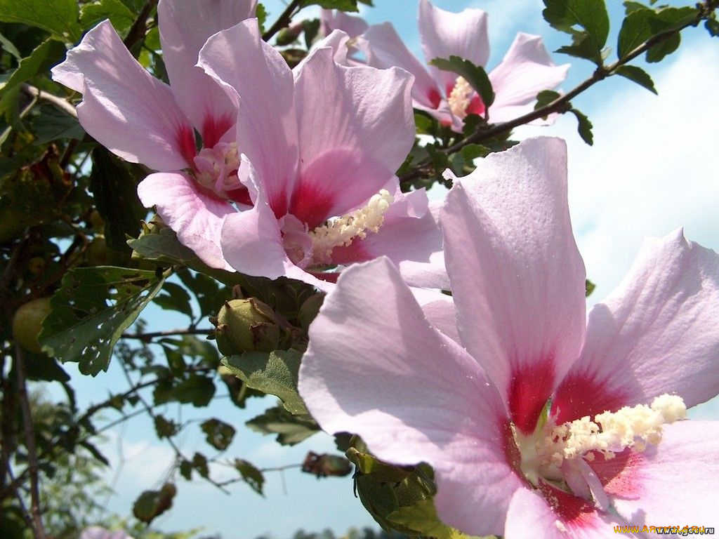 цветы, мальвы