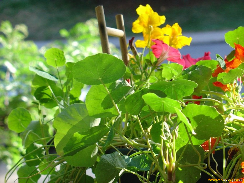 цветы, настурции