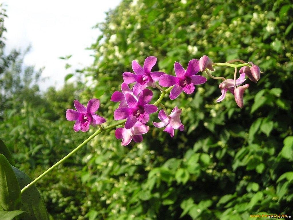 цветы, орхидеи