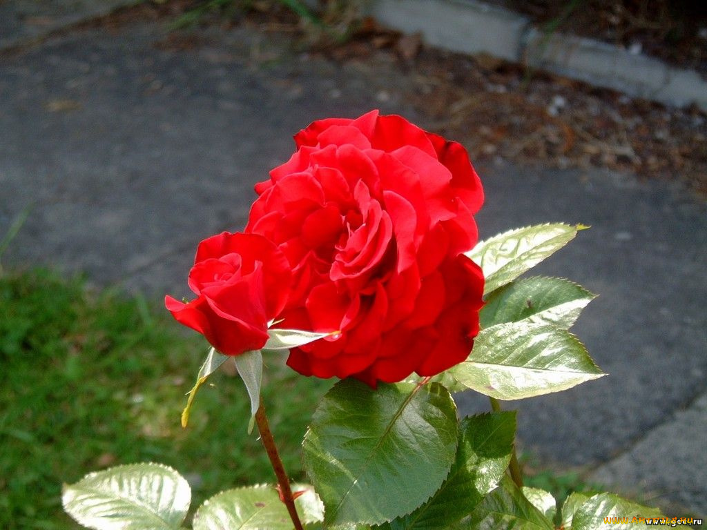 цветы, розы