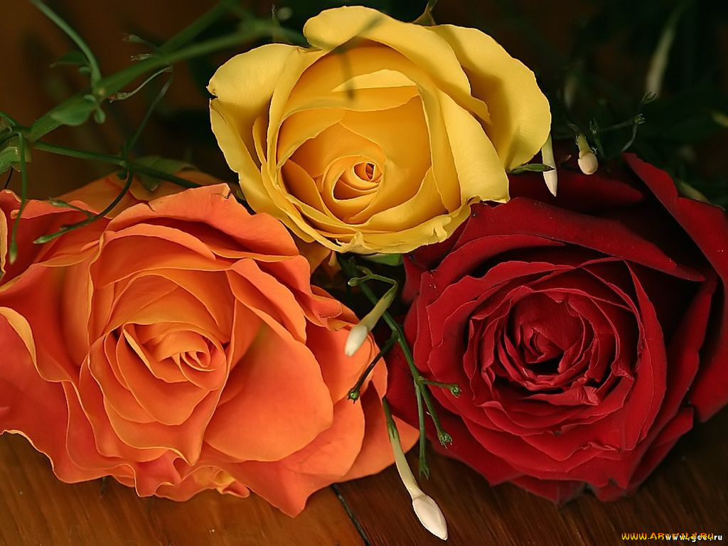 цветы, розы