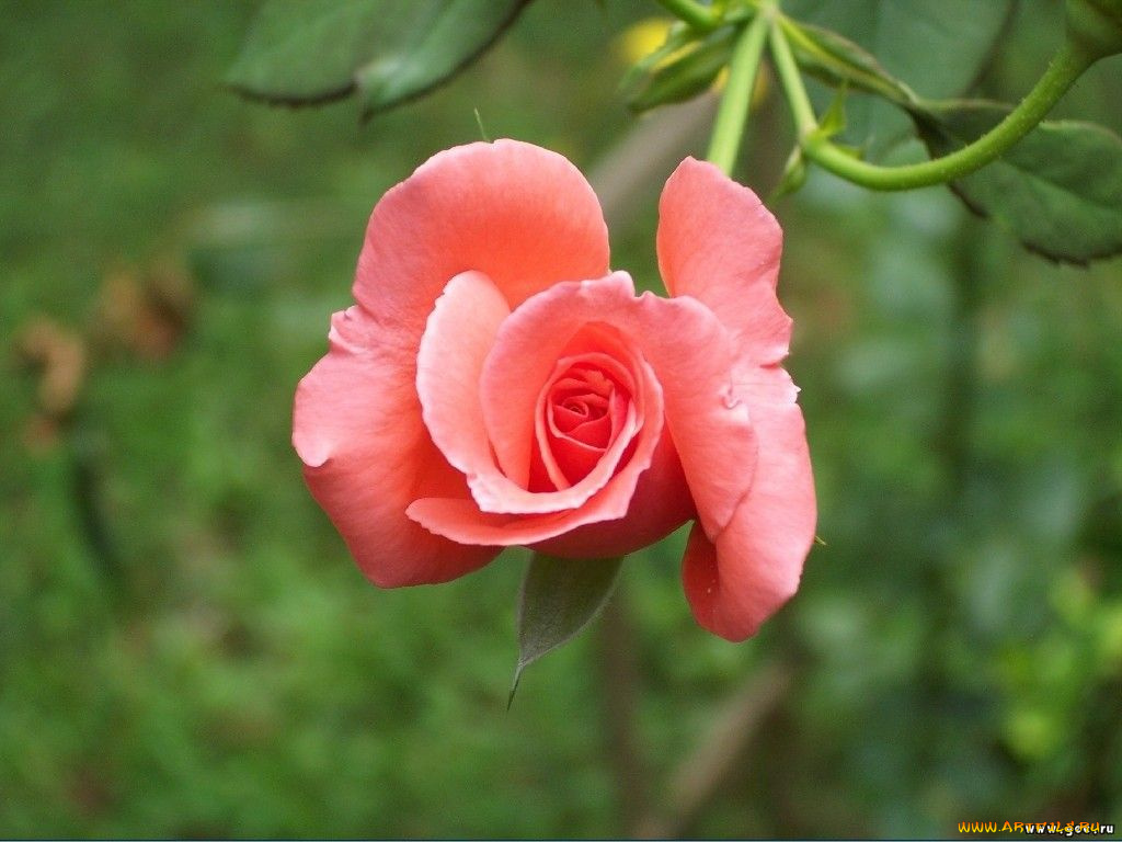 цветы, розы