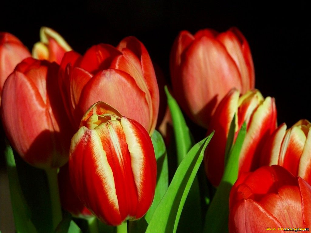 цветы, тюльпаны