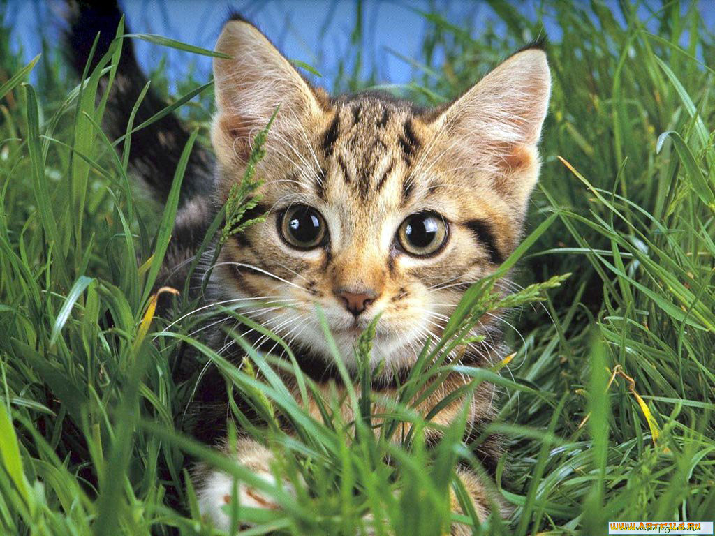 животные, коты