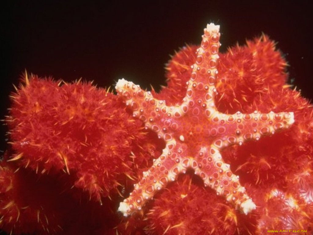 животные, морские, звёзды