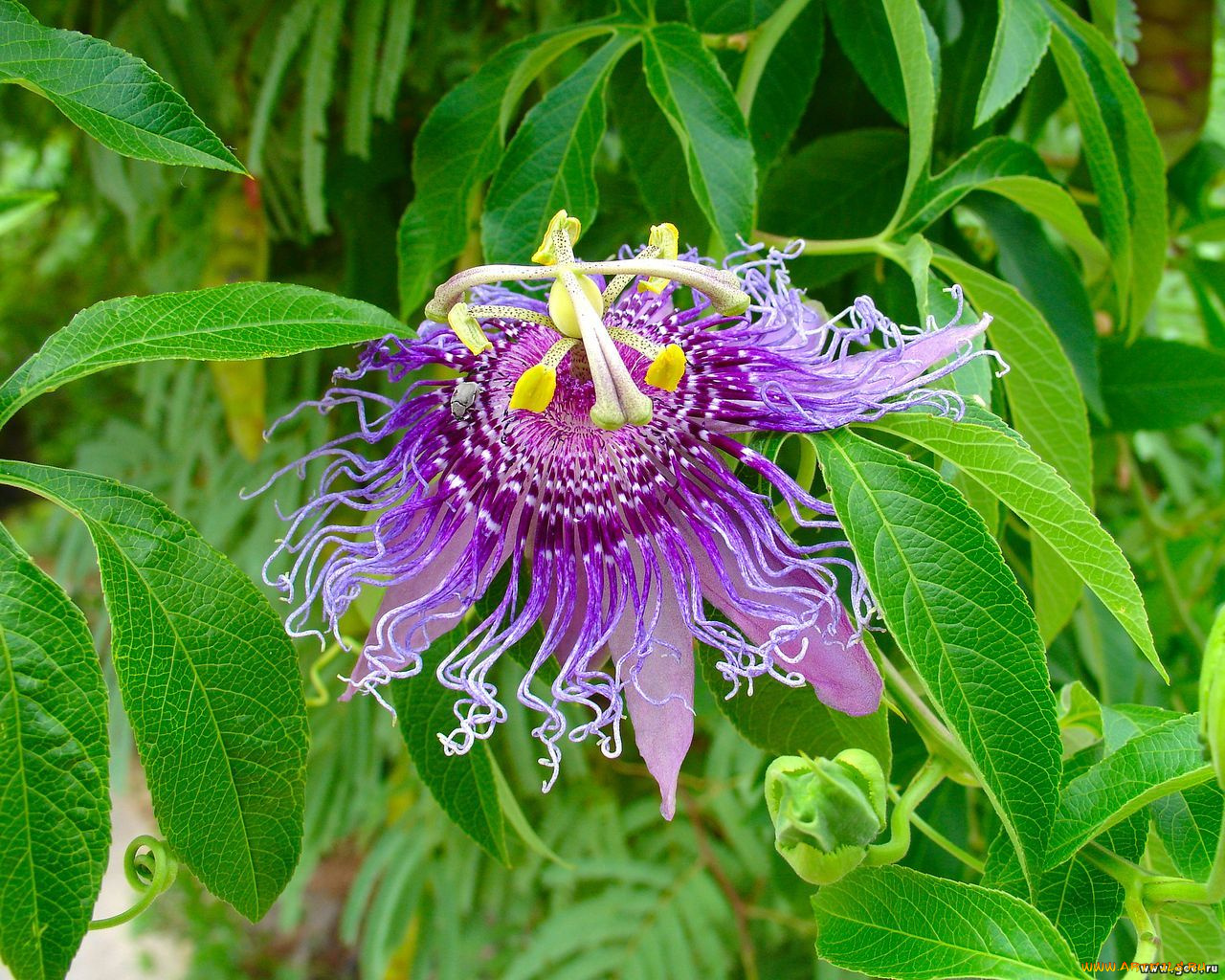 цветы, пассифлора
